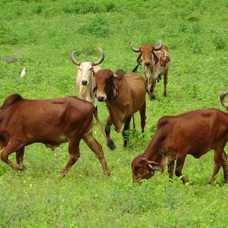 Gyr cattle wallpaper