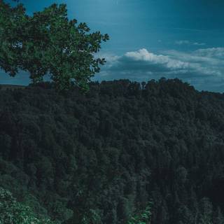 Dark nature mobile wallpaper