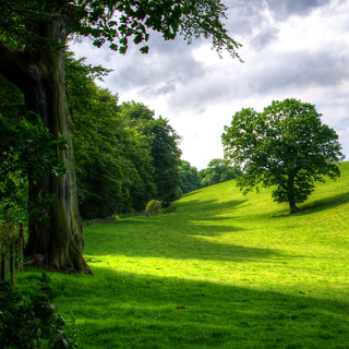 Light green phone wallpaper