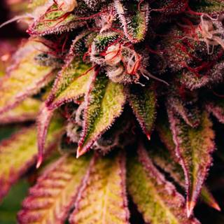 Cannabis iPhone wallpaper