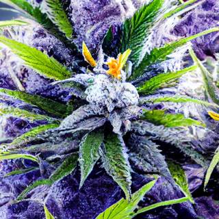 Cannabis iPhone wallpaper