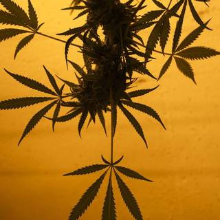 Cannabis iPhone wallpaper