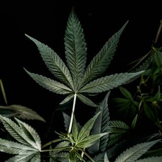 Cannabis iPhone wallpaper