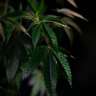 Cannabis iPhone wallpaper