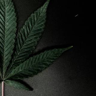 Cannabis iPhone wallpaper