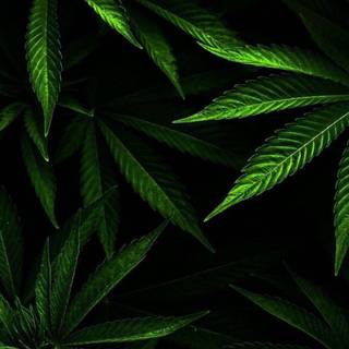 Cannabis iPhone wallpaper