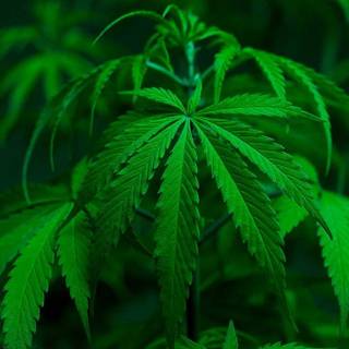 Cannabis iPhone wallpaper