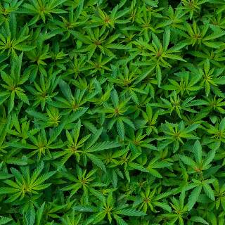 Cannabis iPhone wallpaper