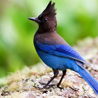 Steller's jay wallpaper