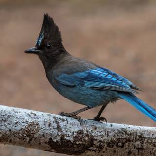 Steller's jay wallpaper