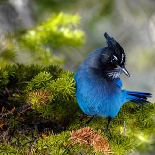 Steller's jay wallpaper