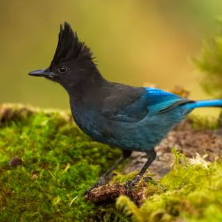 Steller's jay wallpaper