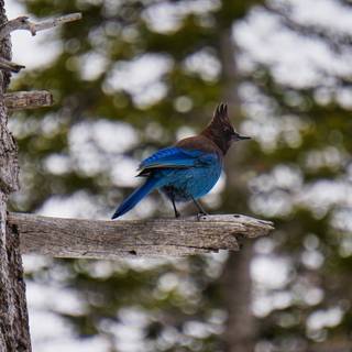 Steller's jay wallpaper