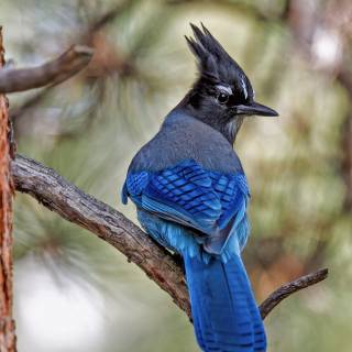 Steller's jay wallpaper