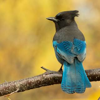 Steller's jay wallpaper