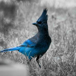 Steller's jay wallpaper