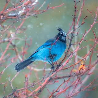 Steller's jay wallpaper