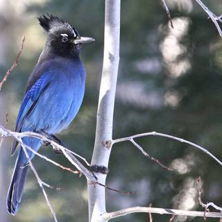 Steller's jay wallpaper