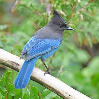 Steller's jay wallpaper