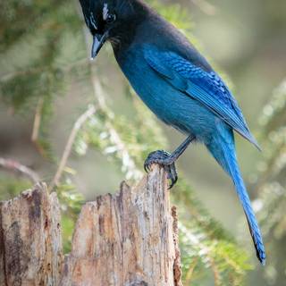 Steller's jay wallpaper