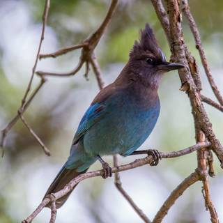 Steller's jay wallpaper