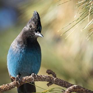 Steller's jay wallpaper