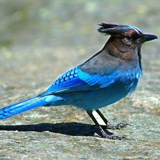 Steller's jay wallpaper