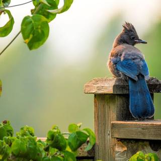 Steller's jay wallpaper