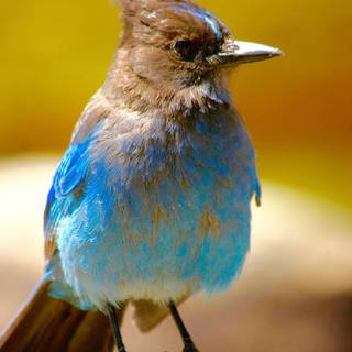 Steller's jay wallpaper