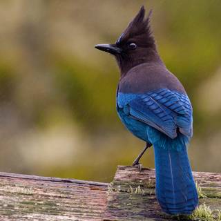 Steller's jay wallpaper