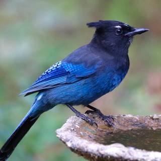 Steller's jay wallpaper