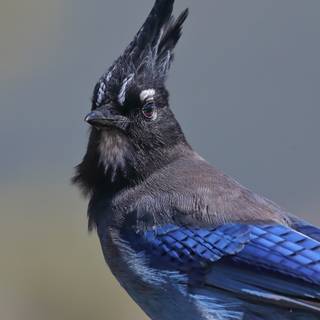 Steller's jay wallpaper