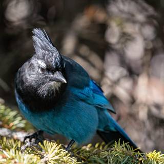 Steller's jay wallpaper