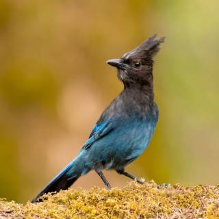 Steller's jay wallpaper