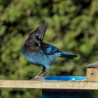 Steller's jay wallpaper