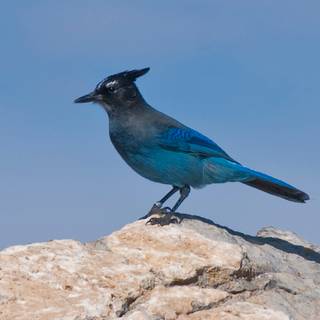 Steller's jay wallpaper