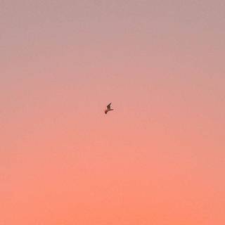 Peach sunset wallpaper