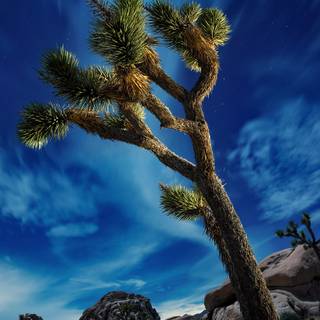 Lee State Park wallpaper