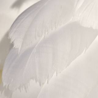 White feathers wallpaper