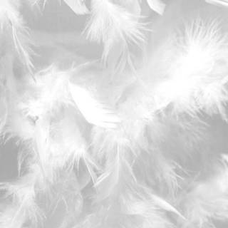 White feathers wallpaper