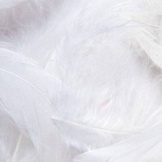 White feathers wallpaper
