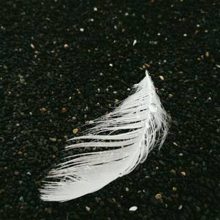 White feathers wallpaper
