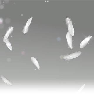 White feathers wallpaper