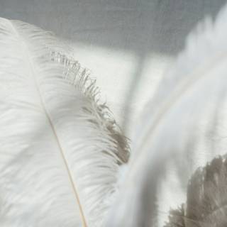 White feathers wallpaper