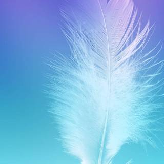 White feathers wallpaper