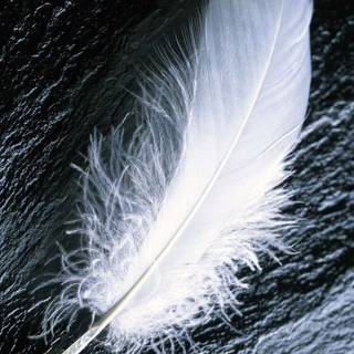 White feathers wallpaper