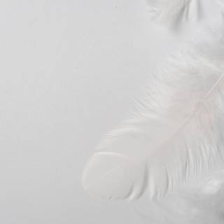 White feathers wallpaper