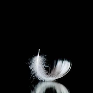 White feathers wallpaper