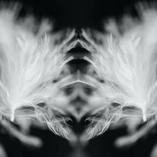 White feathers wallpaper