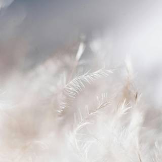 White feathers wallpaper